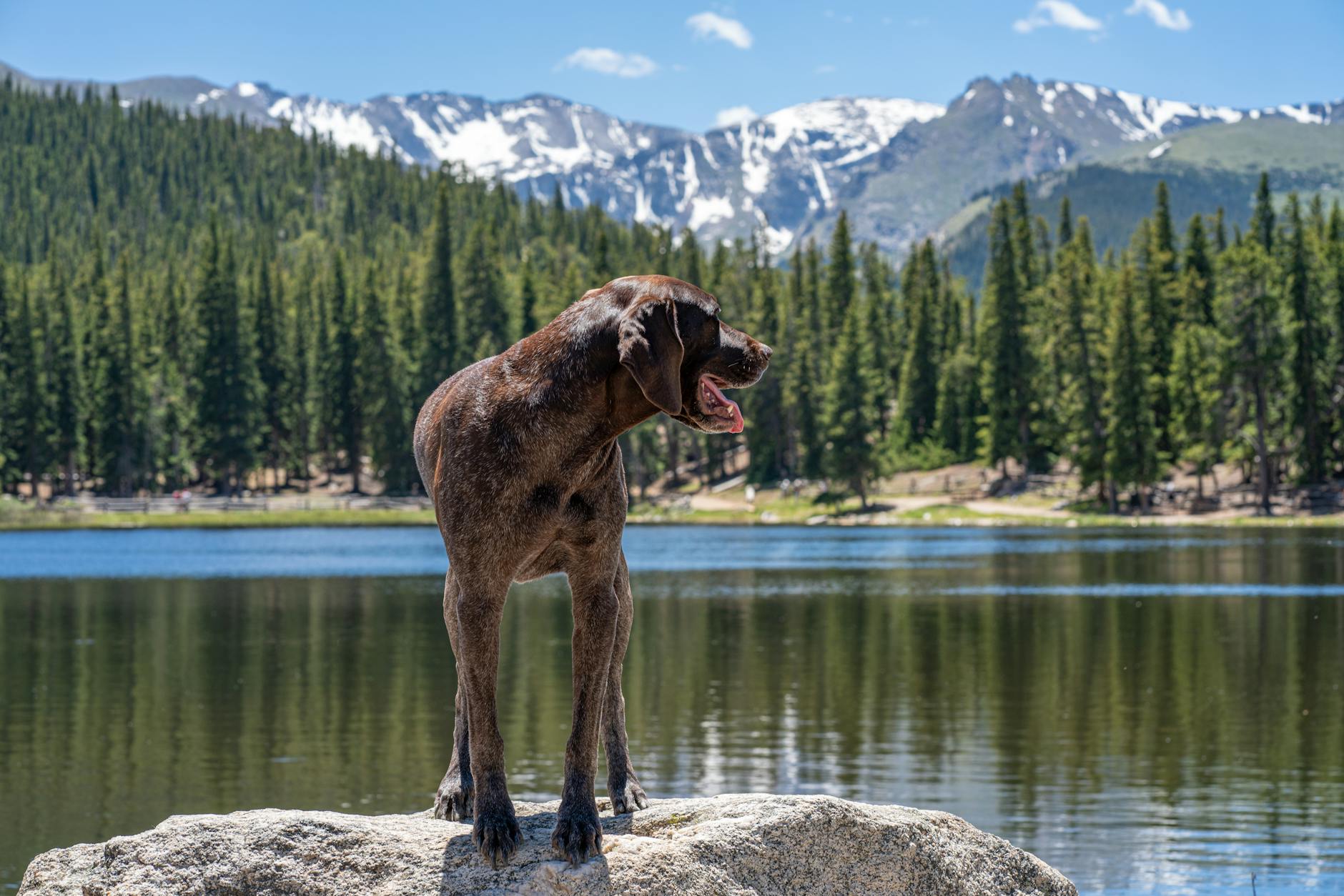 brown dog standing on a shore of an alpine lake