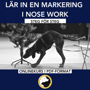 Onlinekurs: Lär in en markering i Nose Work - Steg för steg