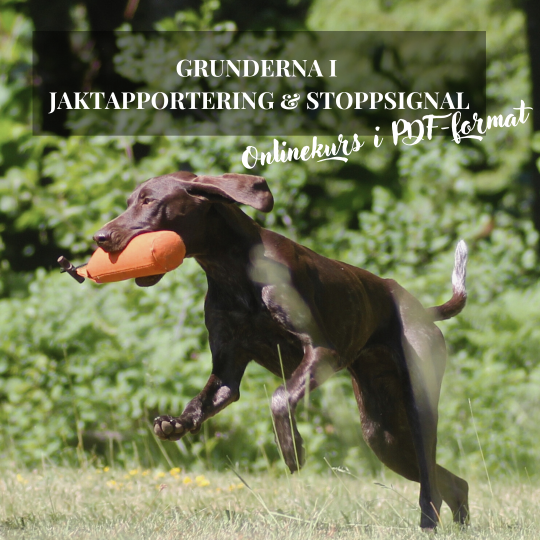 Onlinekurs: Grunderna i jaktapportering & stoppsignal