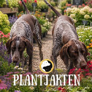 Plantjakten Summit - 26 juli - Noskompaniets NW Mästerskap 2026
